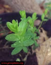 Attēlu rezultāti vaicājumam “Oxycoccus palustris leaf”