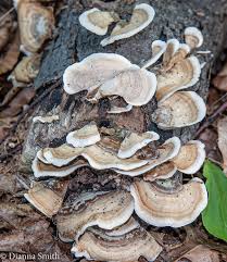 Attēlu rezultāti vaicājumam “Enteridium olivaceum spores”