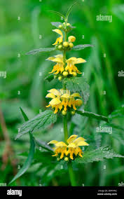 Attēlu rezultāti vaicājumam “Lamiastrum galeobdolon flower”