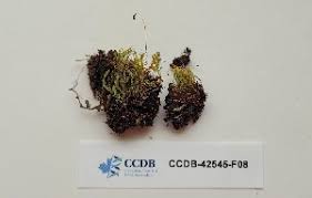 Attēlu rezultāti vaicājumam “Pohlia wahlenbergii sporophyte”