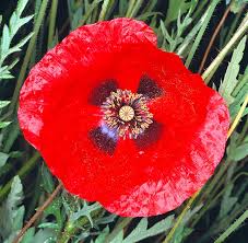 Image result for Papaver rhoeas