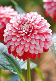 Image result for Dahlia x pinnata `Pompon Lilliput`