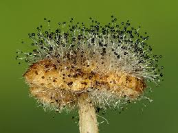 Attēlu rezultāti vaicājumam “Spinellus fusiger”