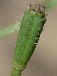 Attēlu rezultāti vaicājumam “Papaver argemone leaf”