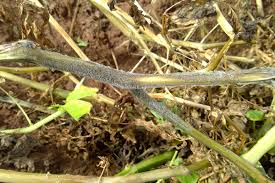 Attēlu rezultāti vaicājumam “Trichia botrytis stalked”