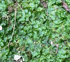 Attēlu rezultāti vaicājumam “Pellia epiphylla”