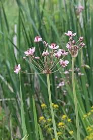 Attēlu rezultāti vaicājumam “Butomus umbellatus bud”