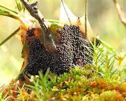 Attēlu rezultāti vaicājumam “Badhamiopsis scripta”