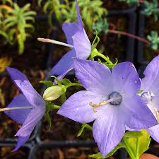 Image result for Campanula isophylla