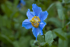Image result for Meconopsis betonicifolia