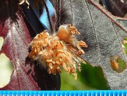 Attēlu rezultāti vaicājumam “Fagus sylvatica fo. purpurea female flower”