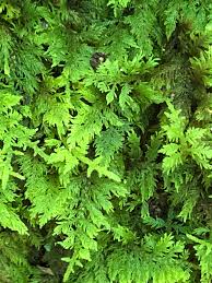 Attēlu rezultāti vaicājumam “Thuidium recognitum”