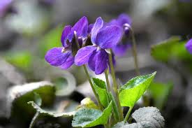 Image result for Veilchen