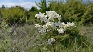 Attēlu rezultāti vaicājumam “Filipendula vulgaris fruit”