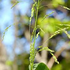 Attēlu rezultāti vaicājumam “Milium effusum flower”