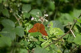 Attēlu rezultāti vaicājumam “Argynnis paphia male”
