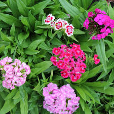 Image result for Dianthus barbatus