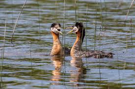 Attēlu rezultāti vaicājumam “Podiceps grisegena adult”