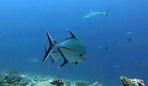 Image result for Caranx lugubris