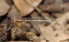 Attēlu rezultāti vaicājumam “Eupteryx vittata”