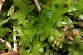 Attēlu rezultāti vaicājumam “Tortula subulata”