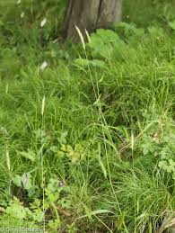 Attēlu rezultāti vaicājumam “Hordelymus europaeus leaf”