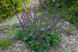 Attēlu rezultāti vaicājumam “Salvia verticillata flower”