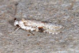 Attēlu rezultāti vaicājumam “Agonopterix hypericella imago”
