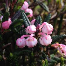 Attēlu rezultāti vaicājumam “Andromeda polifolia flower”