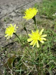 Attēlu rezultāti vaicājumam “Crepis tectorum flower”
