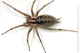 Attēlu rezultāti vaicājumam “Agelena labyrinthica”