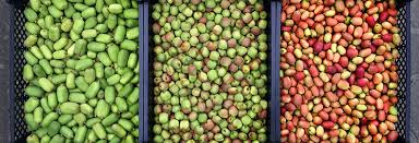 Attēlu rezultāti vaicājumam “Clematis fruit”