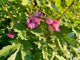 Attēlu rezultāti vaicājumam “Diderma rufostriatum sessile”