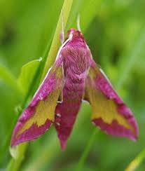 Attēlu rezultāti vaicājumam “Deilephila porcellus”