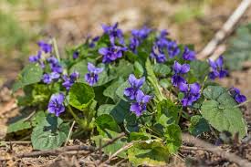 Attēlu rezultāti vaicājumam “Viola hirta”