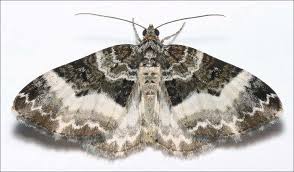 Attēlu rezultāti vaicājumam “Euphyia unangulata”