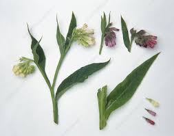 Attēlu rezultāti vaicājumam “Symphytum officinale bud”