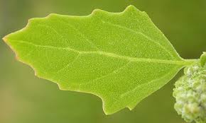 Attēlu rezultāti vaicājumam “Chenopodium acerifolium”