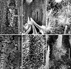 Attēlu rezultāti vaicājumam “Festuca altissima leaf”