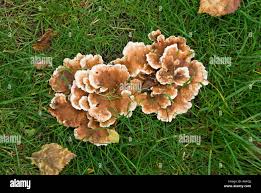 Attēlu rezultāti vaicājumam “Phellodon tomentosus”