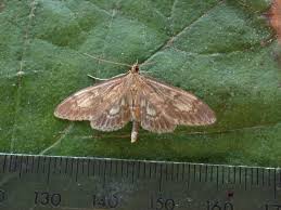 Attēlu rezultāti vaicājumam “Anania lancealis”