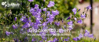 Image result for Glockenblumen