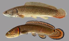 Image result for Amia calva