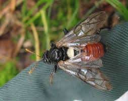 Attēlu rezultāti vaicājumam “Cimbex femoratus imago”