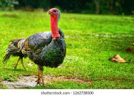 Attēlu rezultāti vaicājumam “Meleagris male”