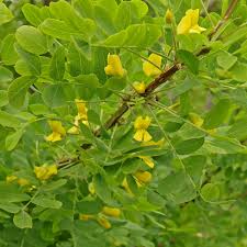 Attēlu rezultāti vaicājumam “Caragana arborescens flower”