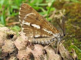 Attēlu rezultāti vaicājumam “Bupalus piniaria male”