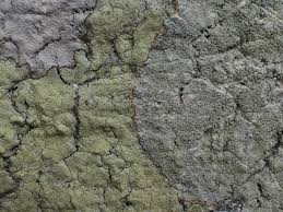 Attēlu rezultāti vaicājumam “Pertusaria flavida”