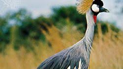 Attēlu rezultāti vaicājumam “Gruiformes”