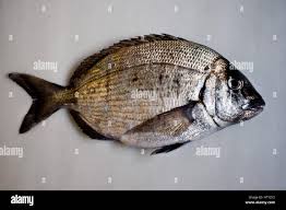 Image result for Diplodus sargus